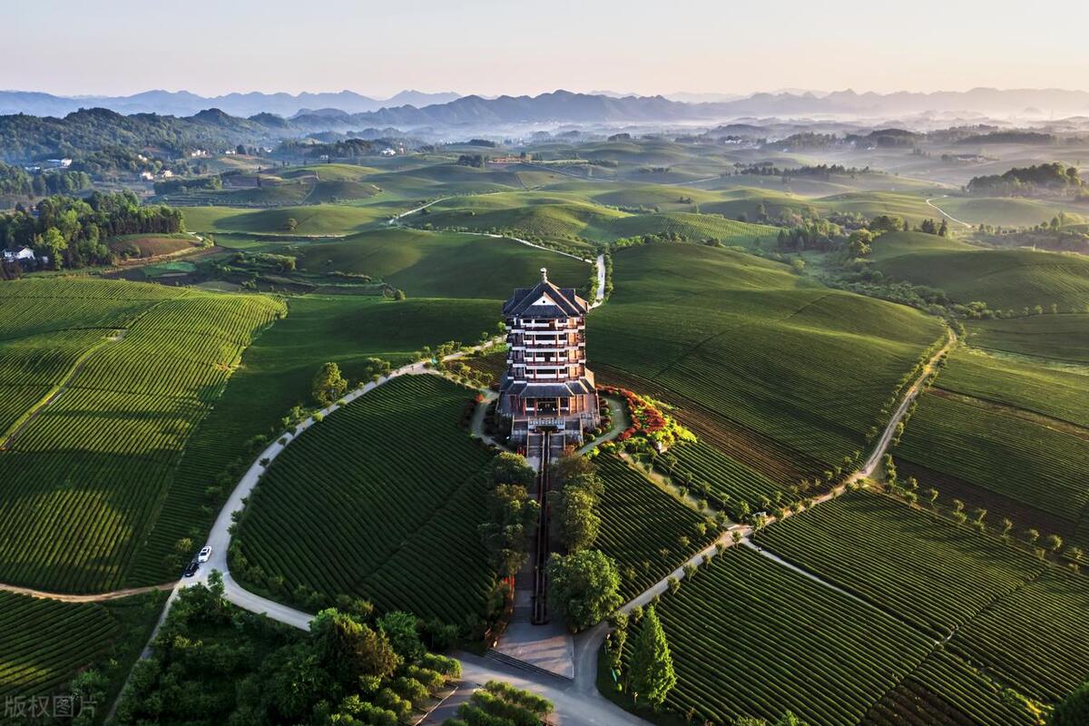 贵州龙井茶哪家强,西湖龙井与贵州绿茶价格区间
