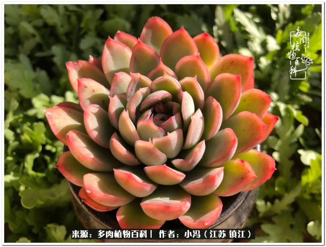 大棚养多肉为啥又肥又好看,10种公认最好养好看的多肉