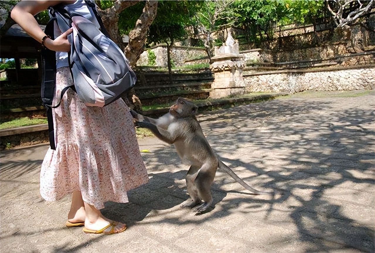 峨眉山猴为什么人人喊打,人猴大战峨眉山