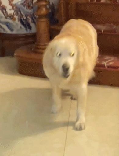 当你不见了宠物该怎么办,宠物不在了伤心怎么办