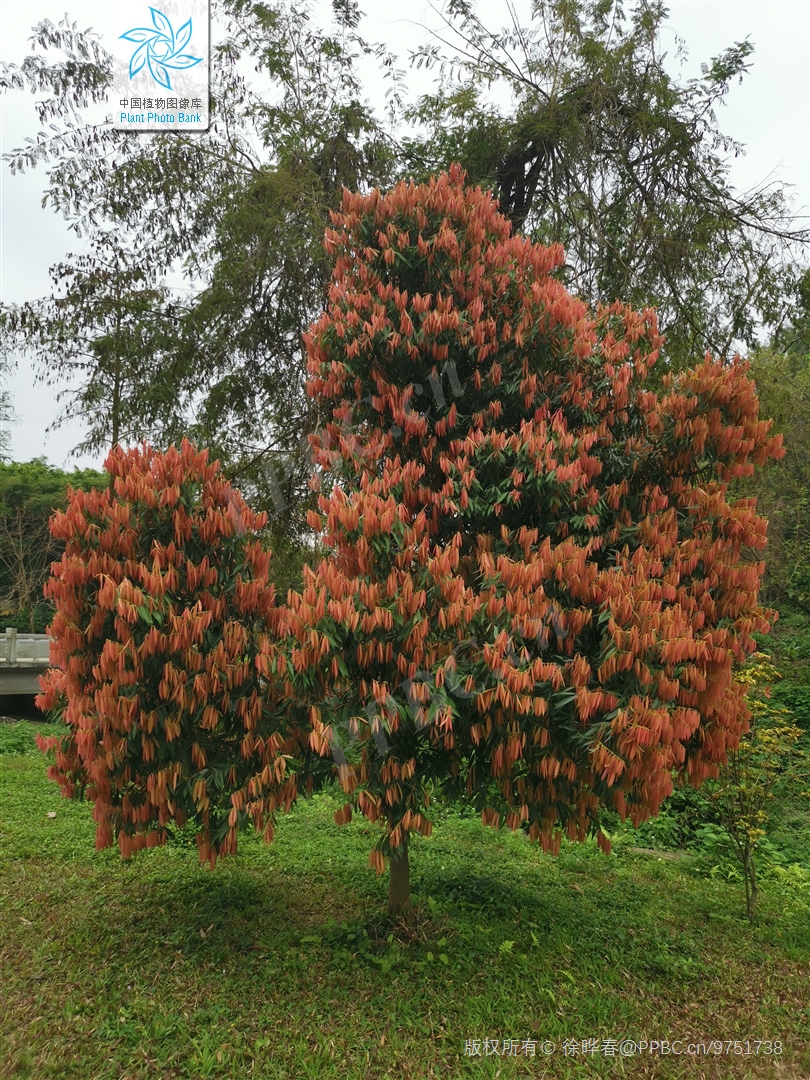 铁刀木和松木哪个好,铁力木和铁刀木哪个更好