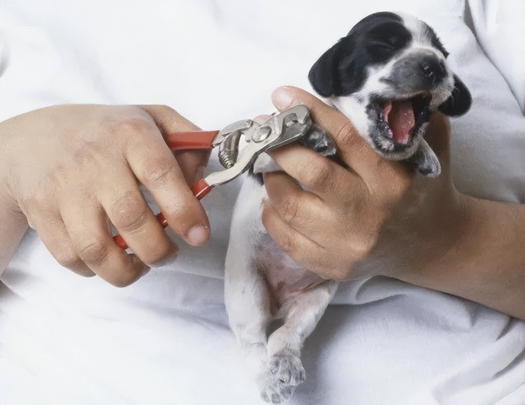 狗狗指甲剪出血不理人,狗狗剪指甲出血了怎么包扎