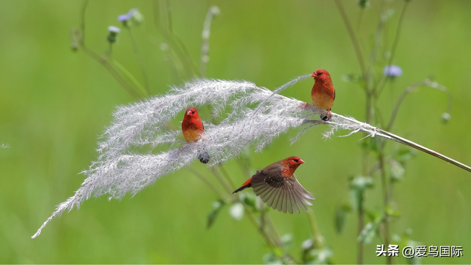 2024观鸟大年,观鸟大年介绍