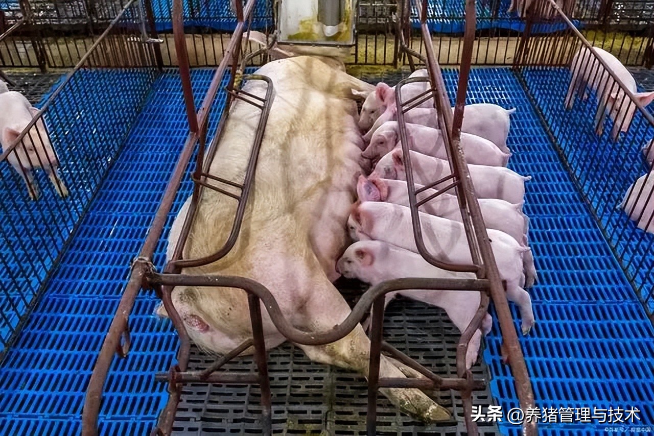 分娩母猪难产,分娩母猪发生难产时如何处理