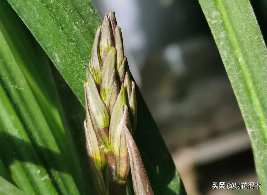 兰花上盆如何避免空根生长,兰花开始开花怎么养护好看