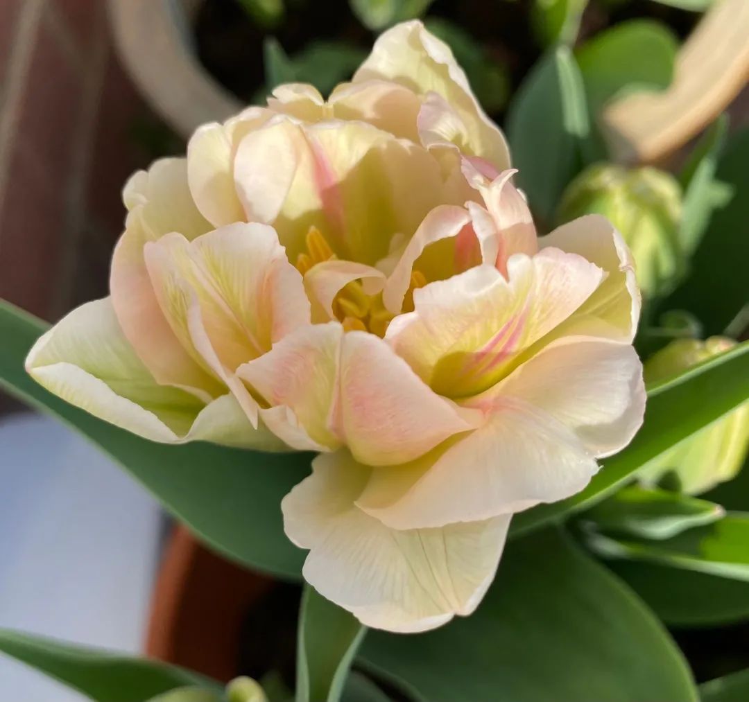 盆栽郁金香能反复开花吗,盆栽郁金香很难做到年年开花