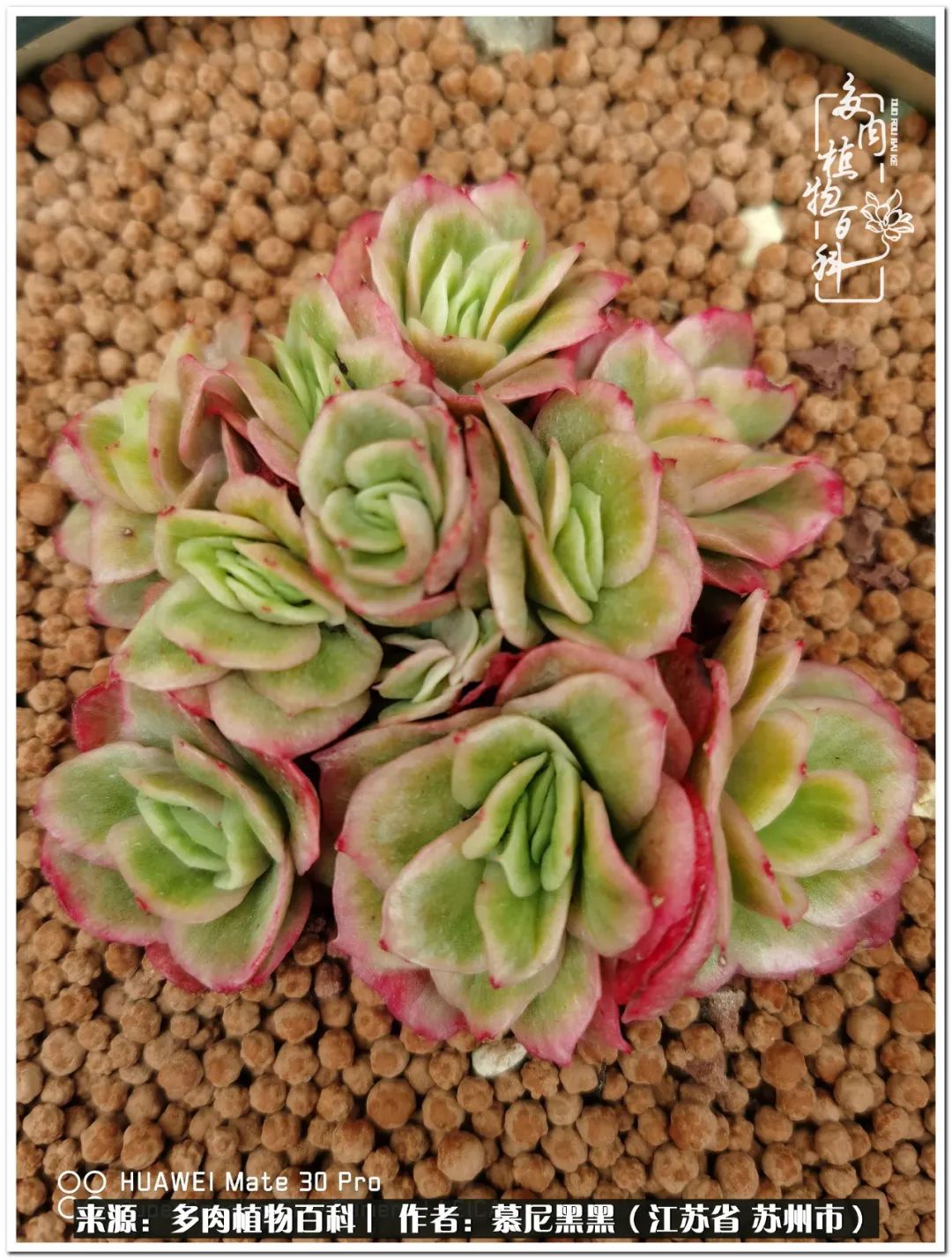 生活需要三分甜,生活需要一半禅意一半烟火