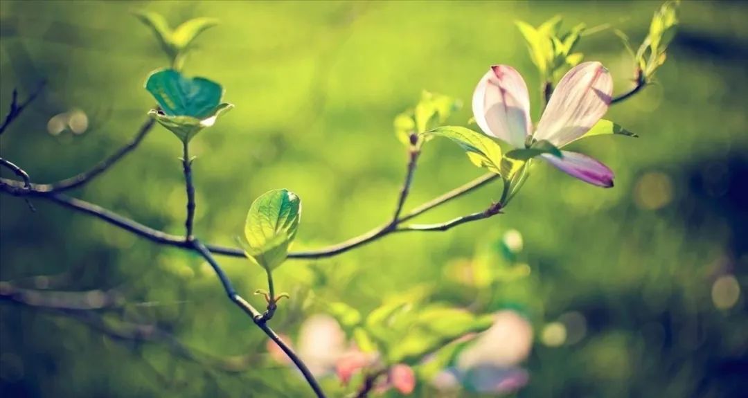 形容早上阳光明媚的句子有哪些,形容秋冬早上晨光的优美句子