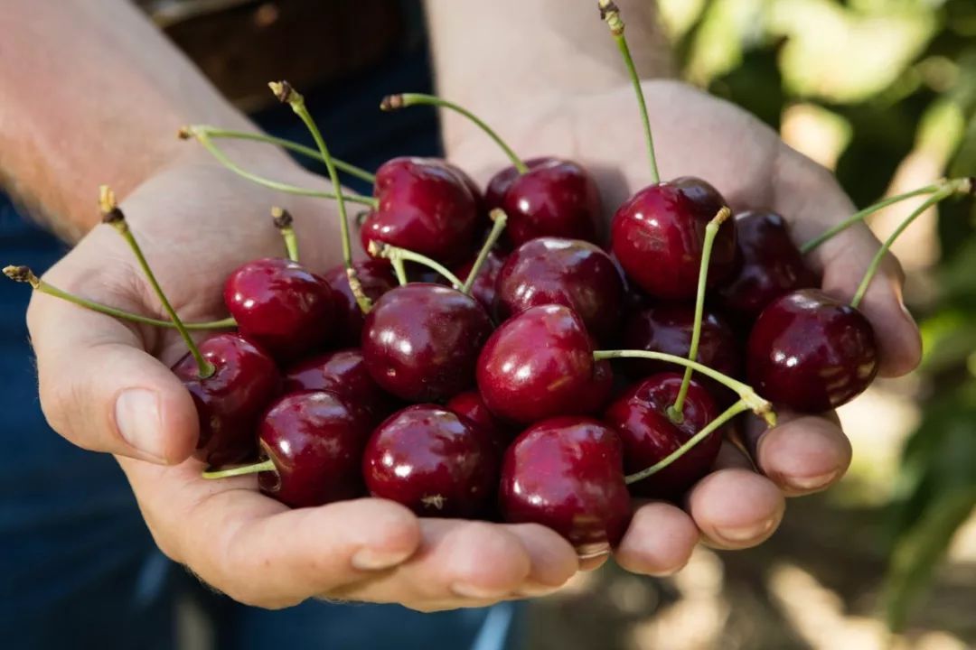 车厘子中毒一夜便血20多次,吃完草莓和车厘子会便血吗