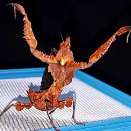 螳螂吃掉自己丈夫的头,螳螂为什么吃掉配偶螳螂吃蛇