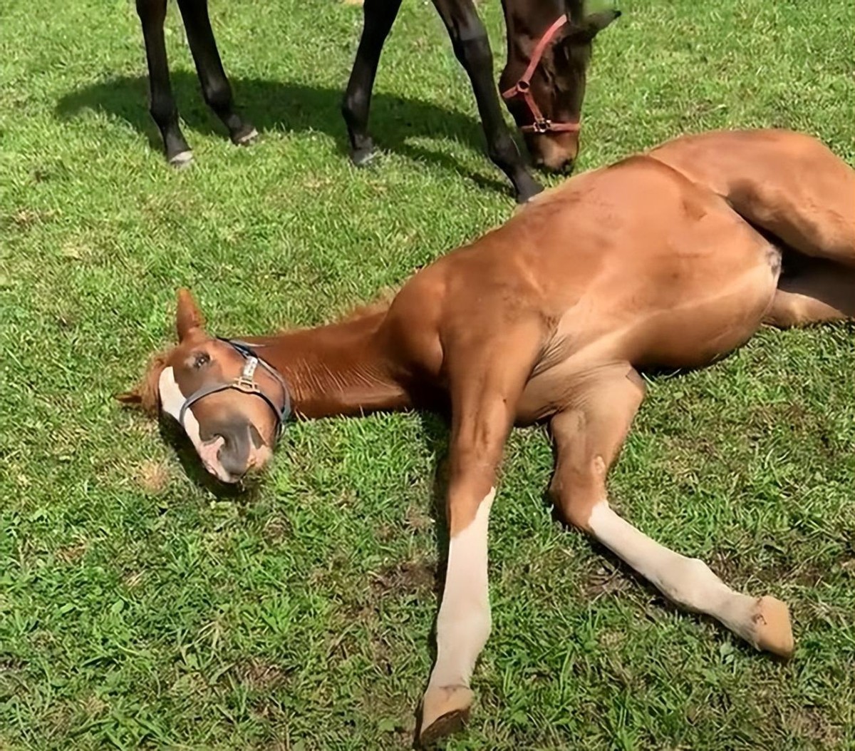 奥运会马术运动员摔死亡,奥运会马术比赛选手丧生
