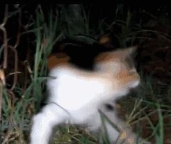 英短蓝白猫寿命一般多少年,这几种猫很乖巧适合家养