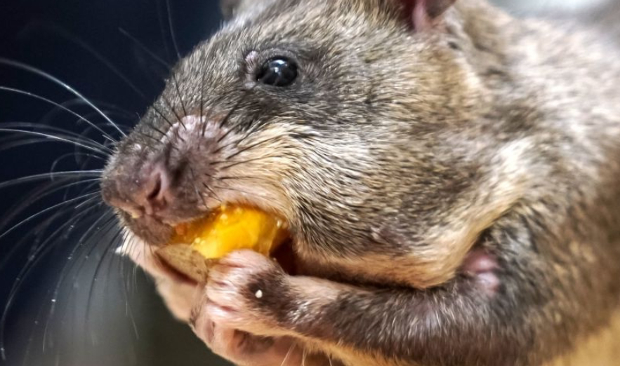 老鼠的报复性有多强,老鼠为什么会遇到威胁咬死同类