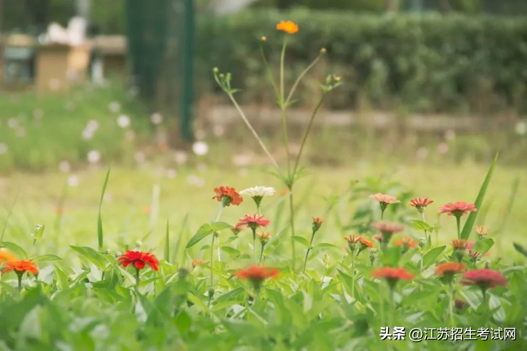 苏州市职业大学单招简章,江苏苏州市职业大学招生简章