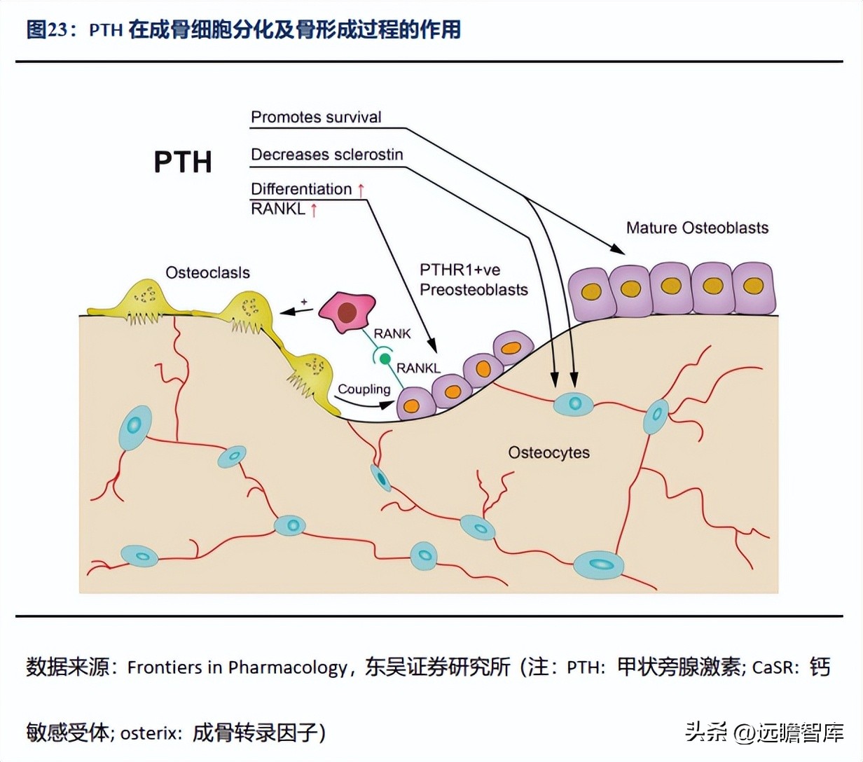 信立泰药业差异化,信立泰创新药研发能力