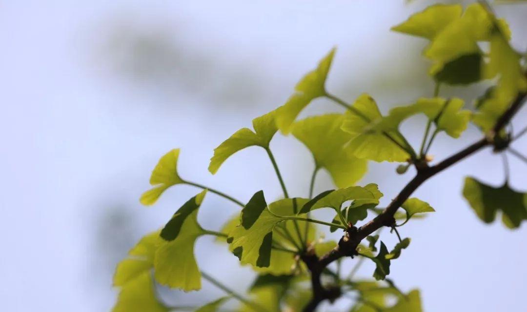 都江堰熊猫谷里的国宝,都江堰市大熊猫国家公园