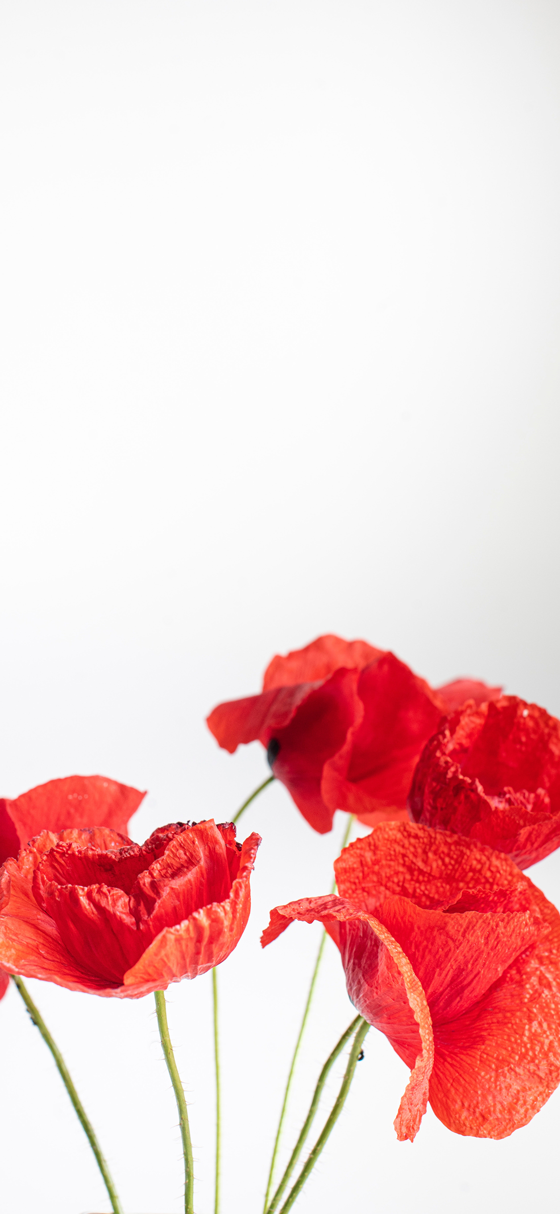 2023年手机壁纸,2023年最新款超清手机壁纸