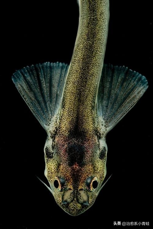 寄生鲶钻入体内,寄生鲇是什么