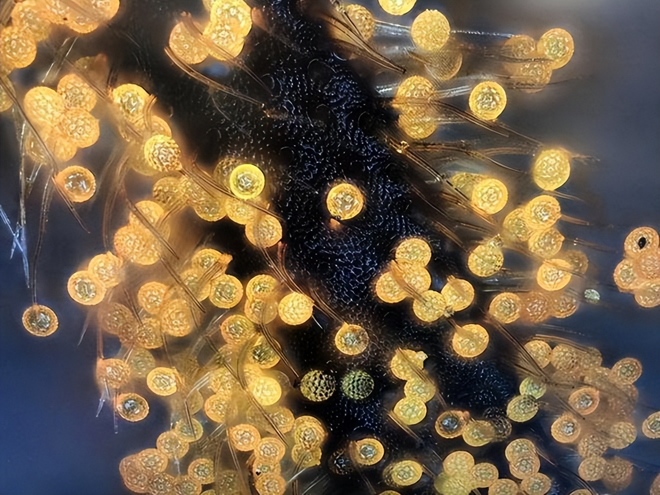 39张罕见的图片让人打开新世界,这32张罕见的图片你见过几张