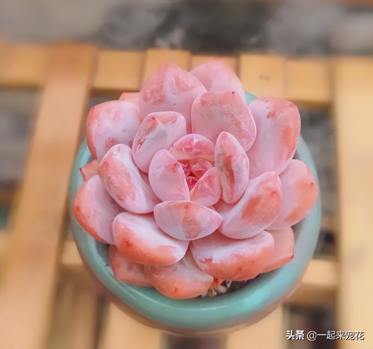 皮实好养的仙气多肉,六种仙气好养的多肉