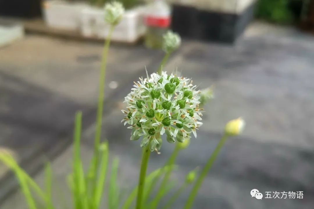 根类食物大全 (5种根菜类的食材)