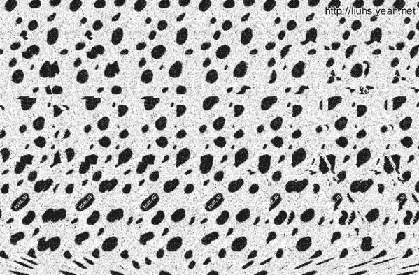 斑点狗正面照,斑点狗的真实资料