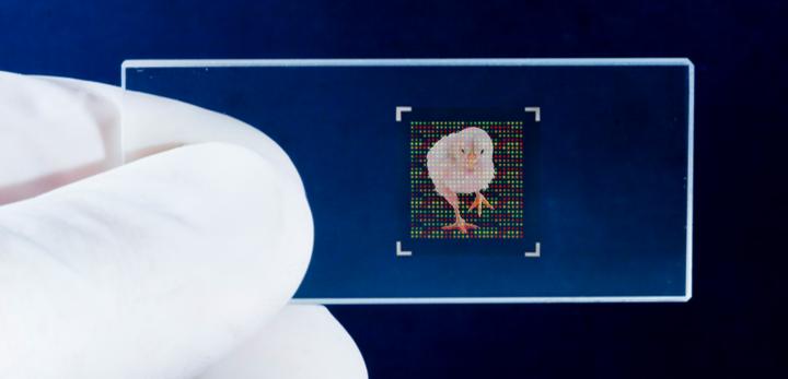 郑州禽病检测实验室,禽病监测诊断技术原理与方法视频