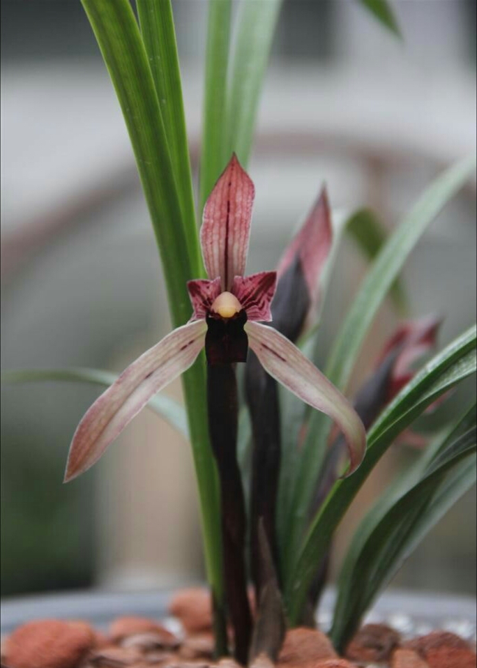 2004年，他采得一棵春兰，后来开出绝世好花，成为无法超越的经典