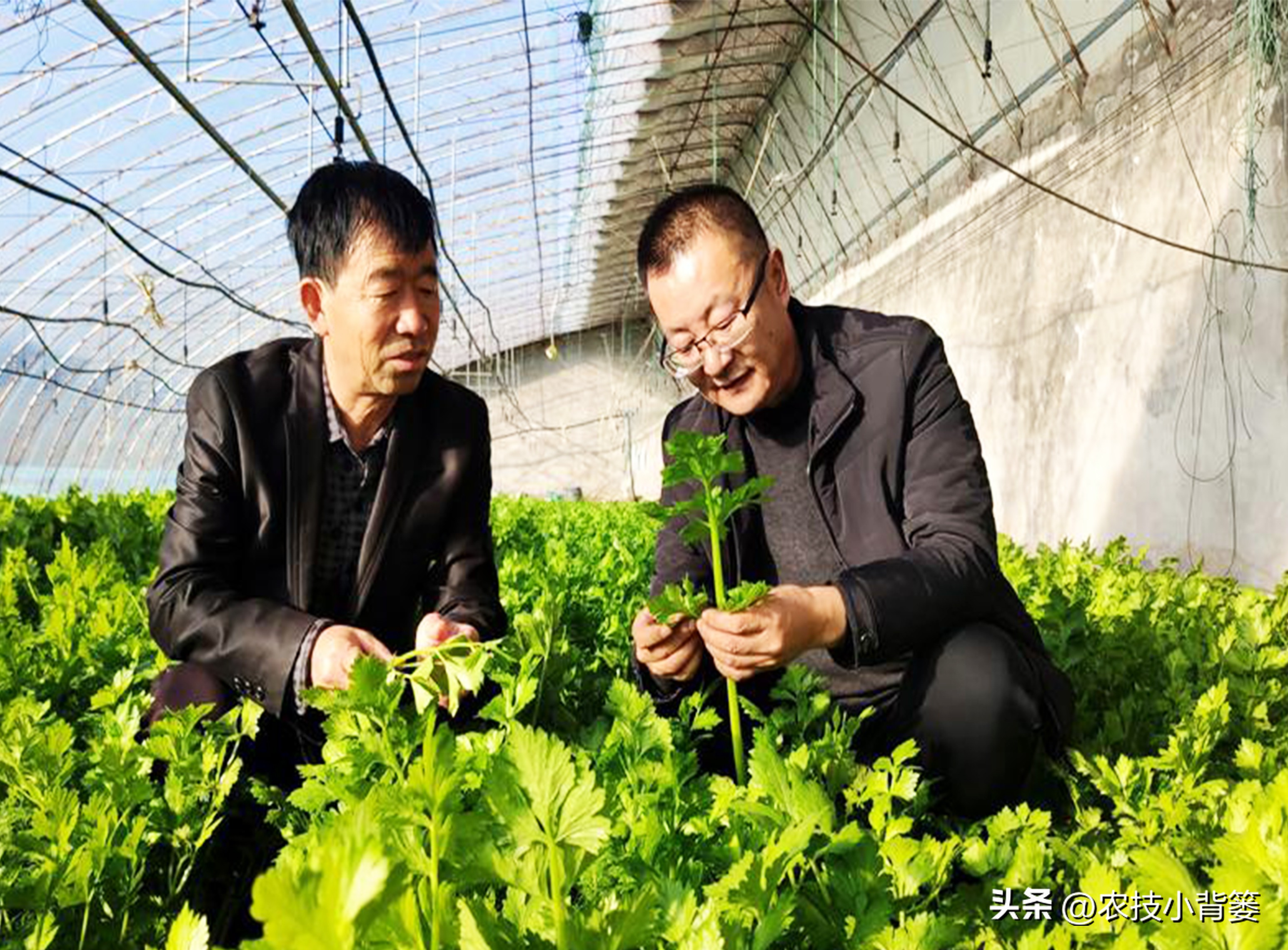 果树缺钙吃什么钙肥好,哪种肥料容易引起钙流失