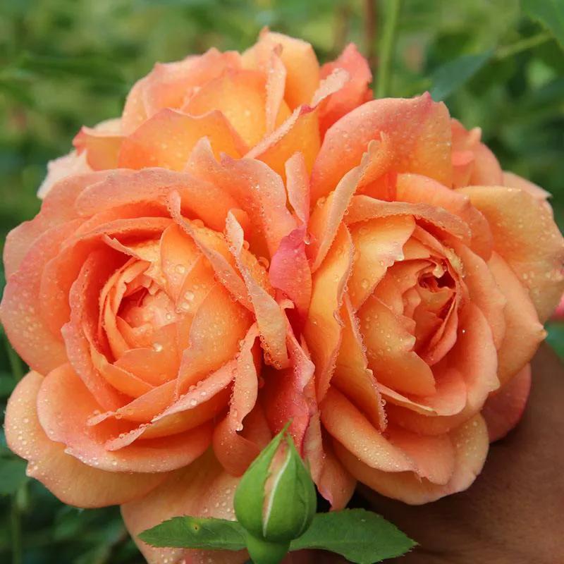 促花神器磷酸二氢钾,促花用花多多好还是磷酸二氢钾好