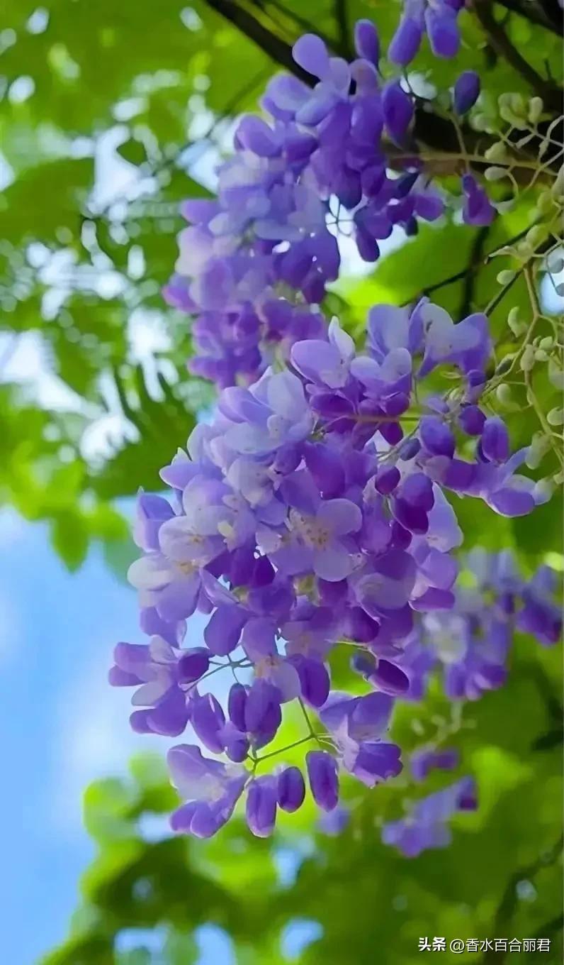 淡紫色的花是什么树,淡紫色的槐花