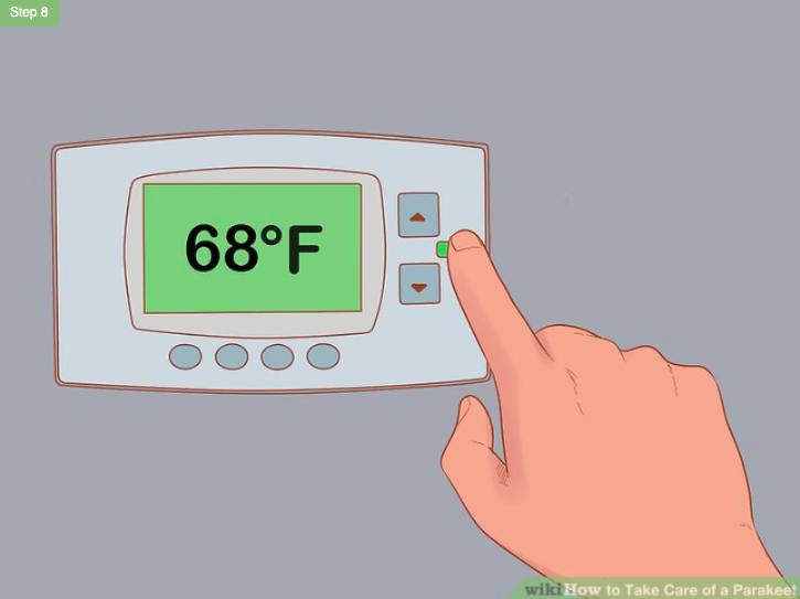 怎么照顾虎皮幼鸟,怎么照料小虎皮鹦鹉