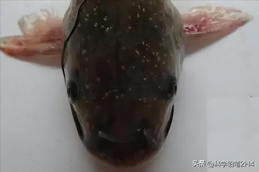 水产小瓜虫治疗方法,养殖鱼类小瓜虫病的防治方法