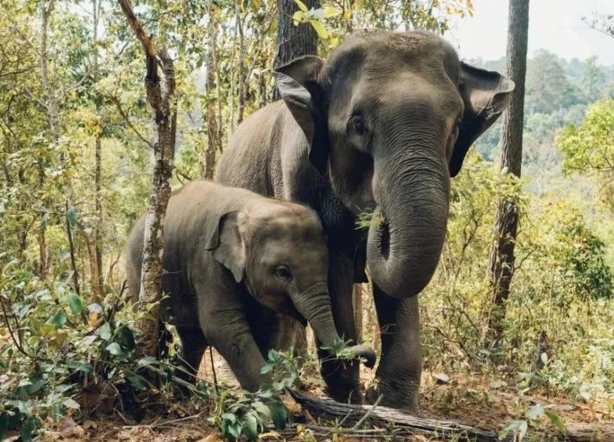 泰国大象发怒伤人视频,泰国大象杀死主人后逃走