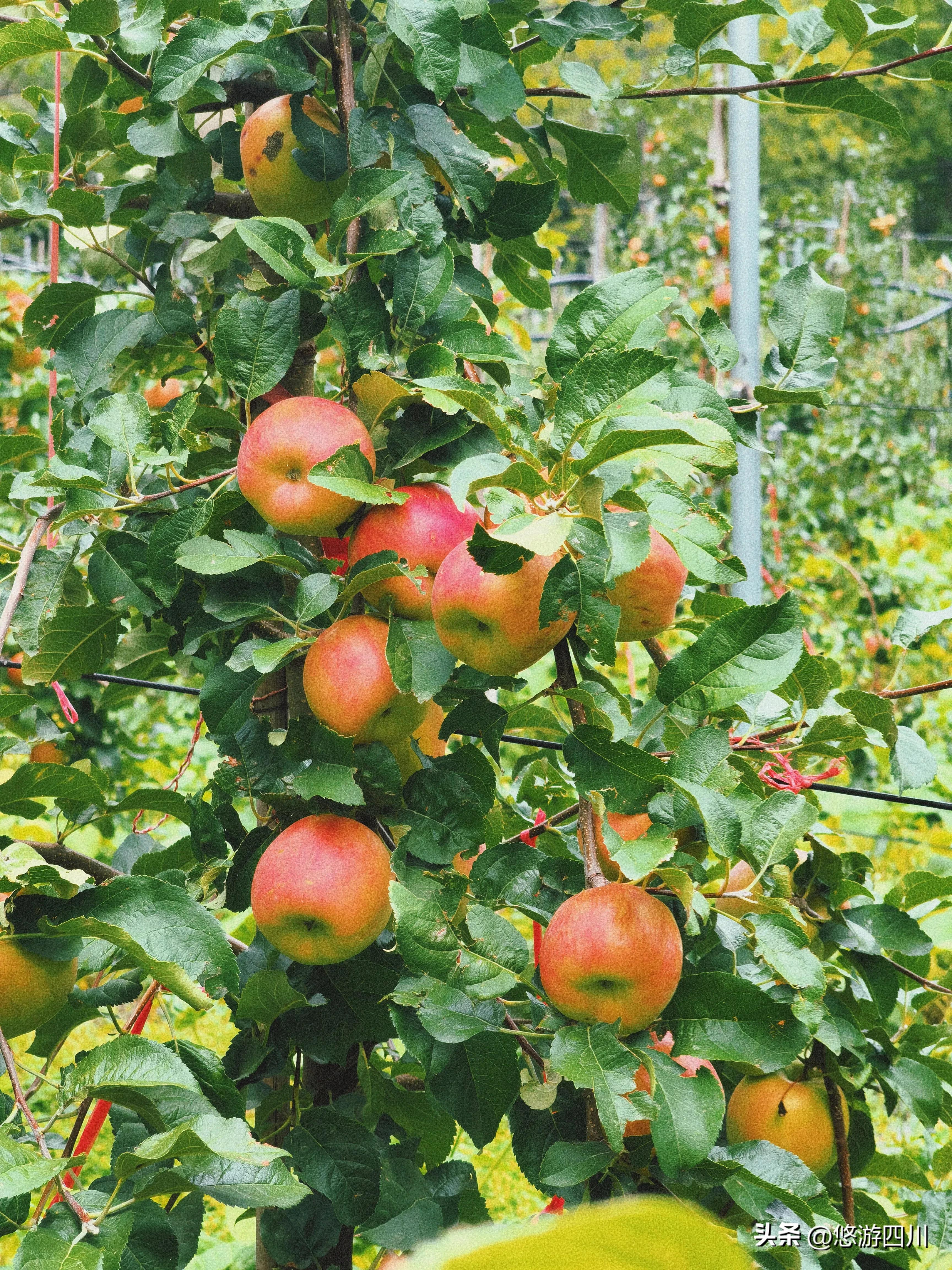 茂县坪头羌寨农家乐避暑,四川茂县避暑