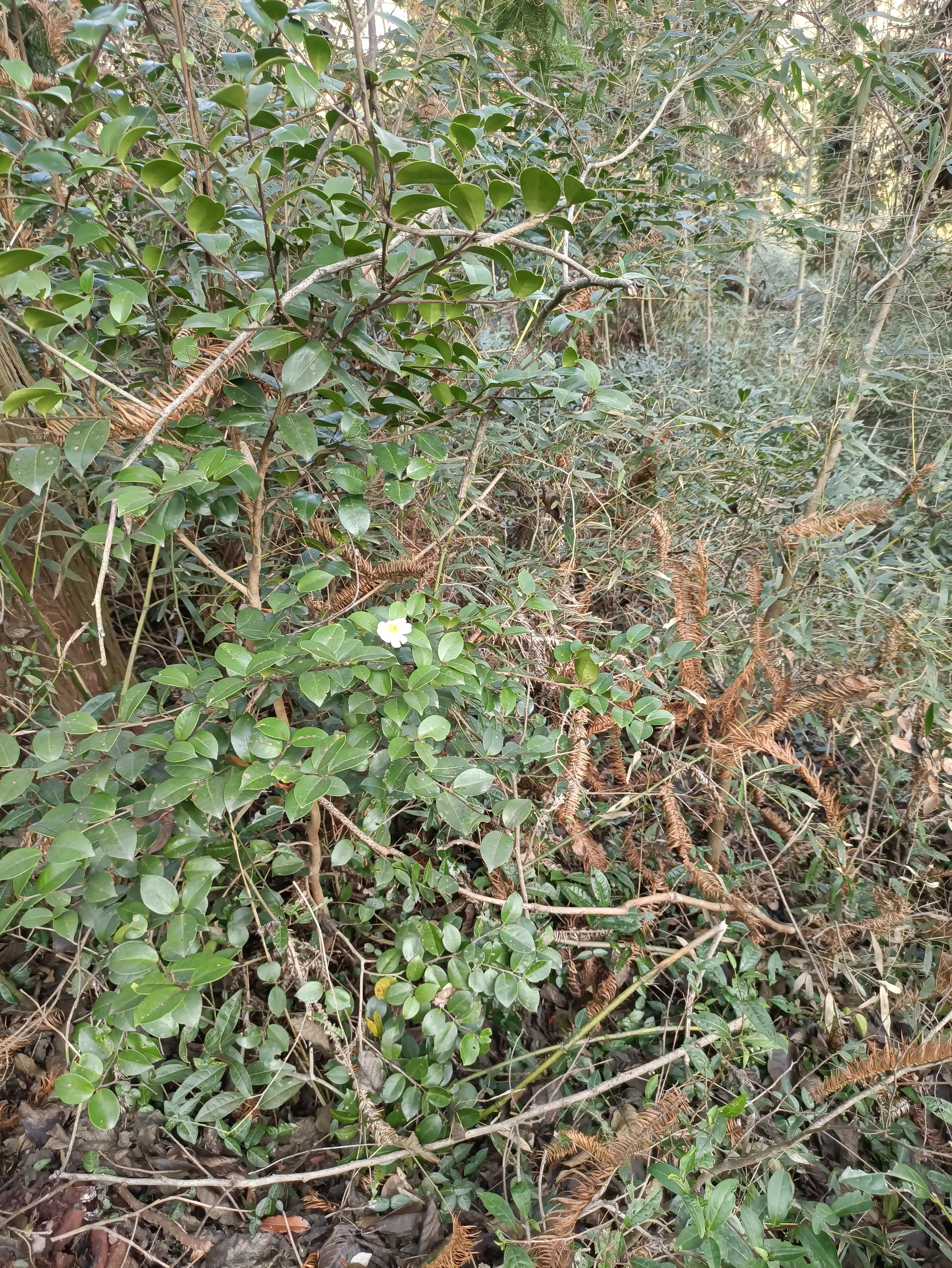 齐云山步行上山快速游览半天路线,齐云山步行上山路线图