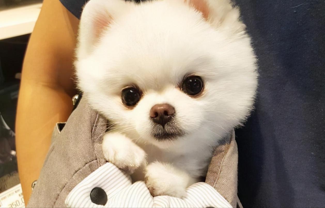 博美犬为什么不建议养在家里,博美犬为什么在家里不敢走动