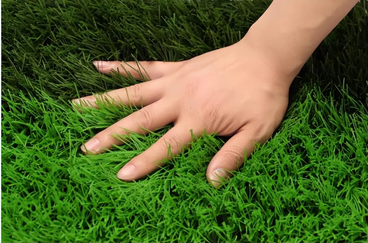 草坪干枯还能活多久,草坪变黄还有救吗