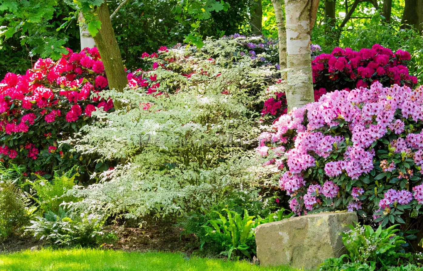 花园适合种的植物,在花园种植哪些植物比较适合