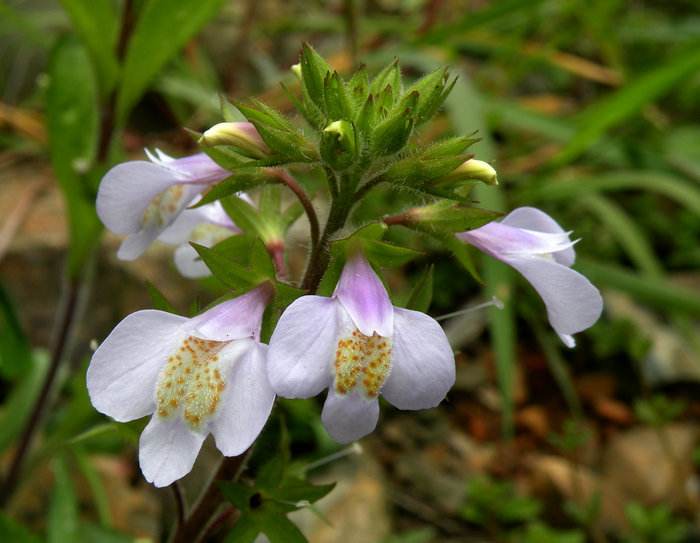 清明期间开的野花有哪些,清明节野花