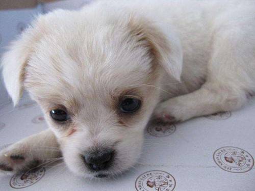 狗狗眼屎多泪痕发红什么原因,狗狗有泪痕是什么原因引起来的