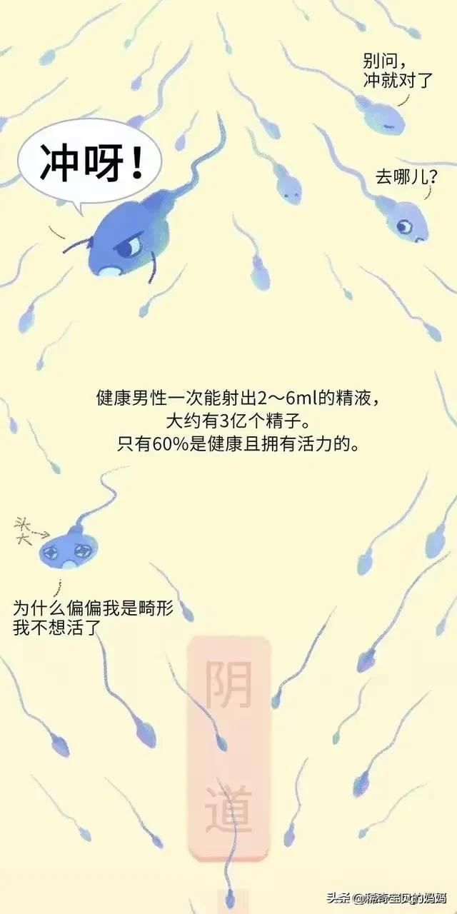 精子进入女性体内的24小时，都经历了什么？漫画
