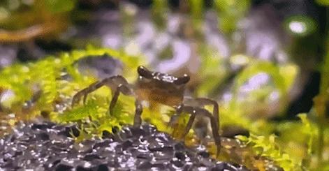 在卧室造一片弱肉强食的危险雨林，会打雷还真的会下雨