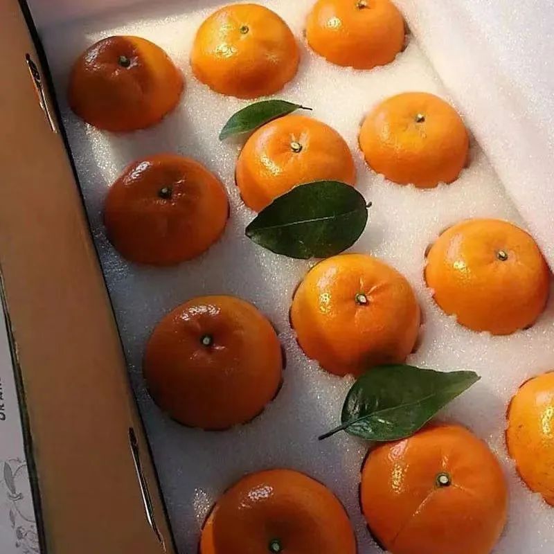 从代办到年出4000万斤货的厂长 广西南宁20年柑橘大王的致富经