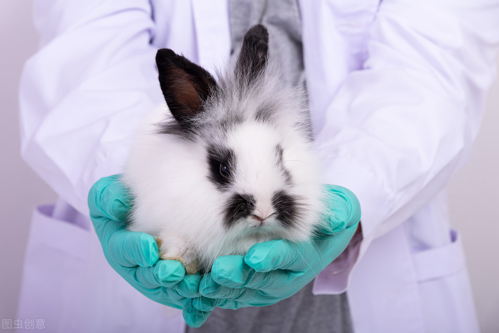 兔子拉稀肚子里面有水响,兔子拉稀不肯动怎么急救