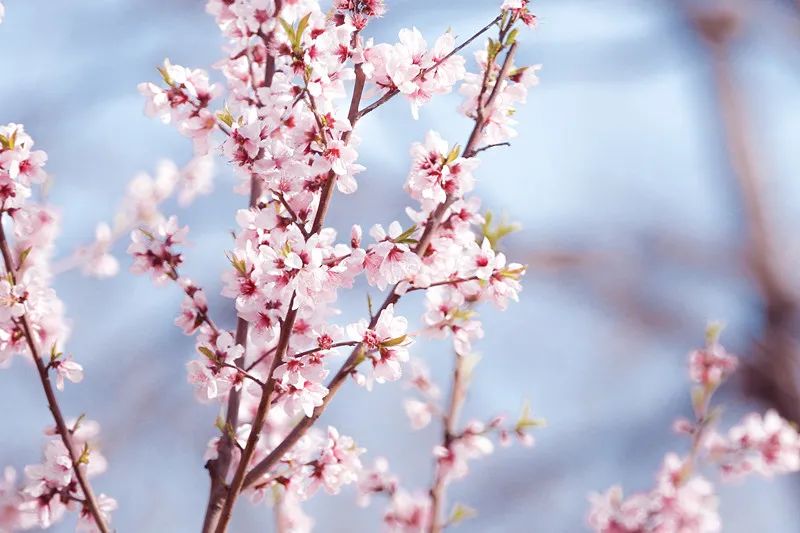 形容春天的唯美古诗词,最唯美春天的诗句古诗