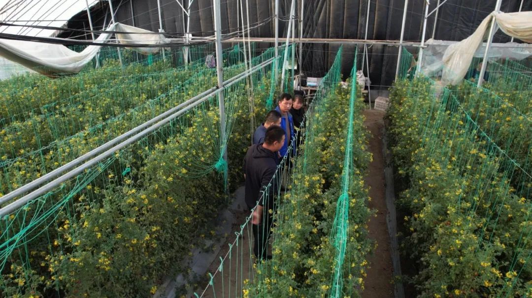 云天化“乡村振兴大地故事”——76万元的“特”果