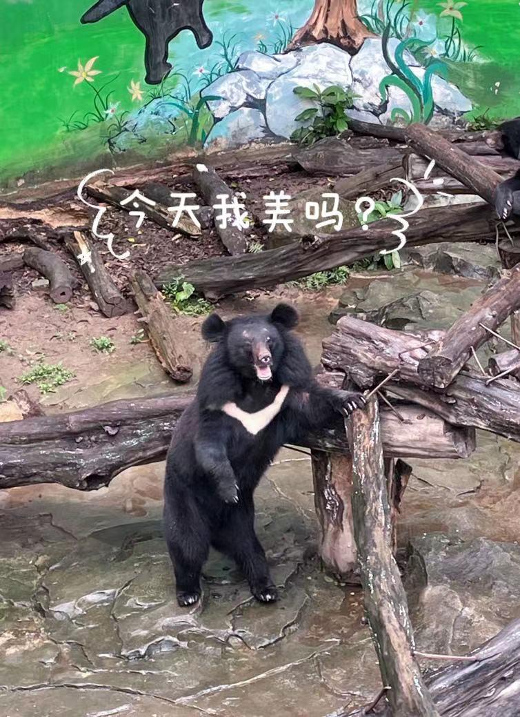 广州长隆动物园60岁以上老人门票,比广州动物园门票更低的动物园