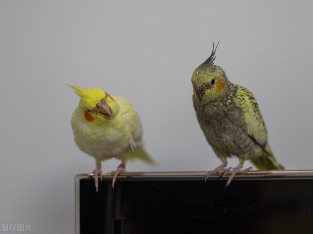 鹦鹉受伤怎么办,鹦鹉受伤了该怎么办