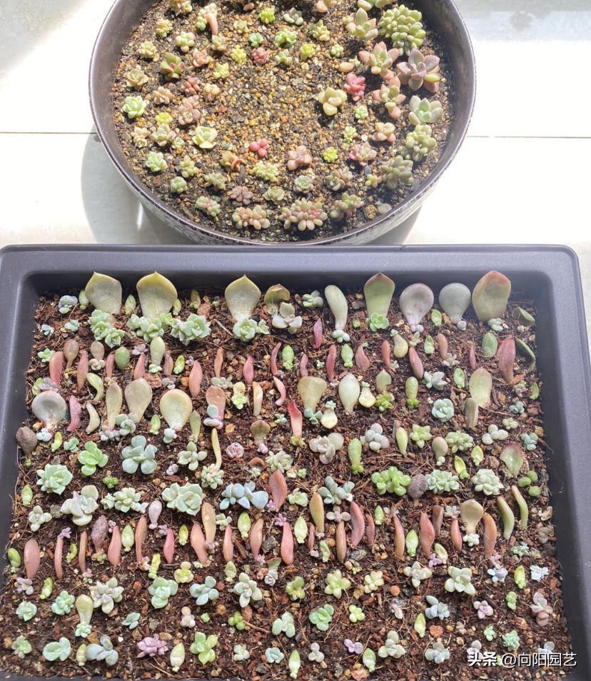 多肉怎么用叶片繁殖,多肉几月份适合砍头或叶插